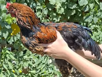 Chickens — zdjęcie 1