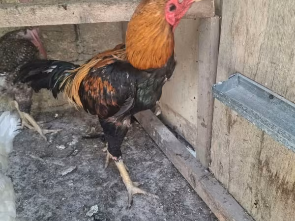 دومینانت