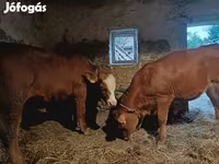 Bò đực, Simmental cattle — ảnh 2