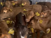 Lembu jantan, Aberdeen-Angus — foto 6