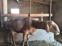 Beran, Arashan sheep — foto 1