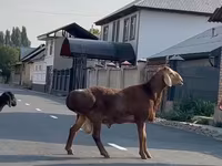 公羊, Rhon sheep — 照片 2