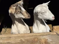 பெண் வெள்ளாடு, Saanen goat — புகைப்படம் 4