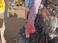 ብሮንዝ — ፎቶ 6