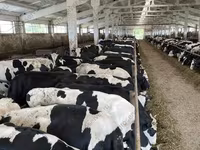 Ko, Yaroslavl cattle — foto 3