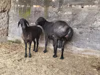 قوچ, Hissar sheep — عکس 3