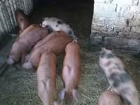 Schweine (Partie, Geschlecht nicht angegeben), Schweine — Foto 1