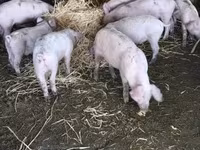 Babi betina, Ландрас — foto 1
