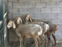 Kambing betina, Arashan sheep — foto 1