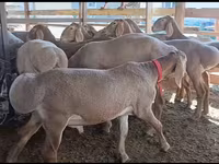 Schaf, Edilbay sheep — Foto 3