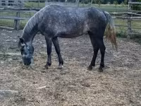Mare, Horses — photo 3