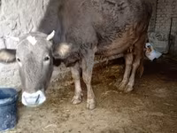 گاو ماده, گاو — عکس 1