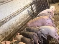 Schweine (Partie, Geschlecht nicht angegeben), Schweine — Foto 6