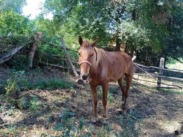 Kobila, Коњи