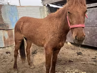 Kuda betina, Horses — foto 4