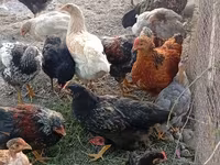 Chickens — फ़ोटो 6