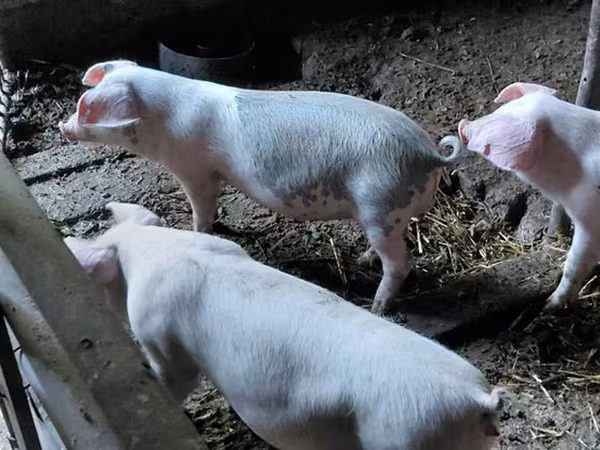 Boar, Pigs