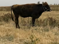 วัวตัวเมีย, Swiss cattle — รูปภาพ 3