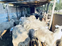 Vædder, Merinoland sheep — foto 2