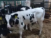 Býk, Simmental cattle — foto 6