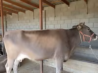 母牛, Swiss cattle — 照片 6