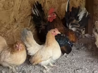 جاوا — عکس 2