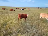 सांड, Simmental cattle — फ़ोटो 2