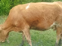 گاو ماده, Simmental cattle — عکس 3