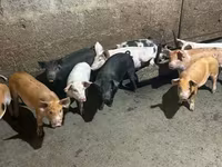 암퇘지, 돼지 — 사진 5