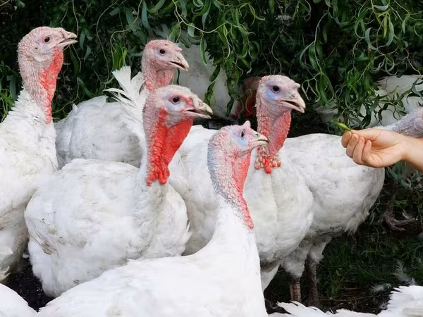Turkeys