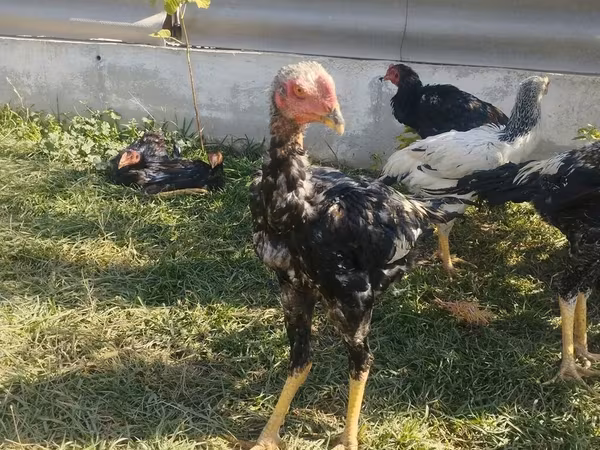 Chickens