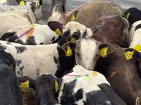 گاو و گوساله (گروه، جنسیت مشخص نشده), Simmental cattle — عکس 6