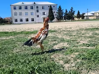 Chickens — foto 7