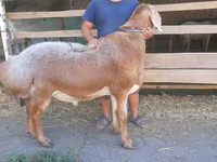 Montone, Arashan sheep — foto 3
