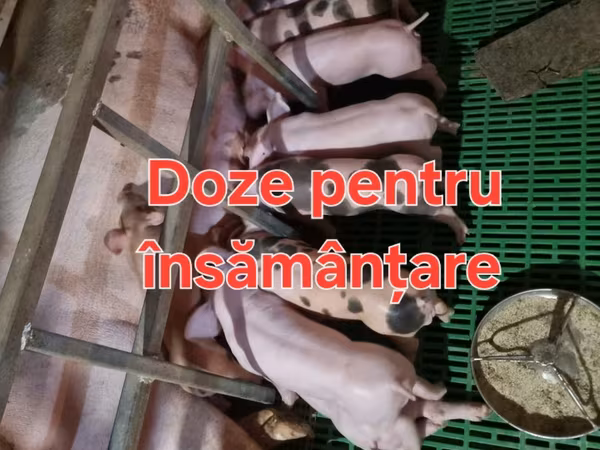 नर सूअर, सूअर — मॉल्डोवा