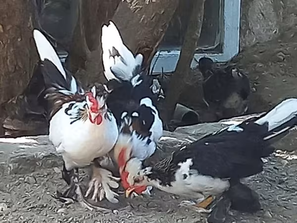 Bantam giapponese
