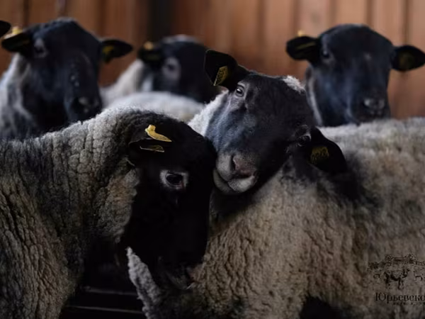 Ram, Romanov sheep — Russia