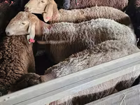 Ri’ lab, Boer goat — sawirka 3