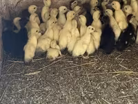 Ducks — عکس 3