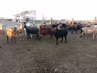 قوچ, Edilbay sheep — عکس 2