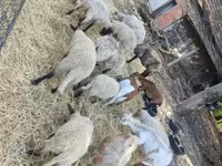 Ido (xirmo, jins lama sheegin), Cameroon sheep — sawirka 3