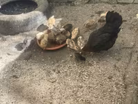 Chickens — عکس 4