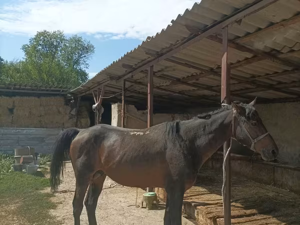Hengst, Karachay horse