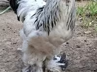 Brahma — photo 3
