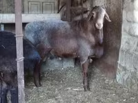 Kambing jantan, Hissar sheep — foto 5
