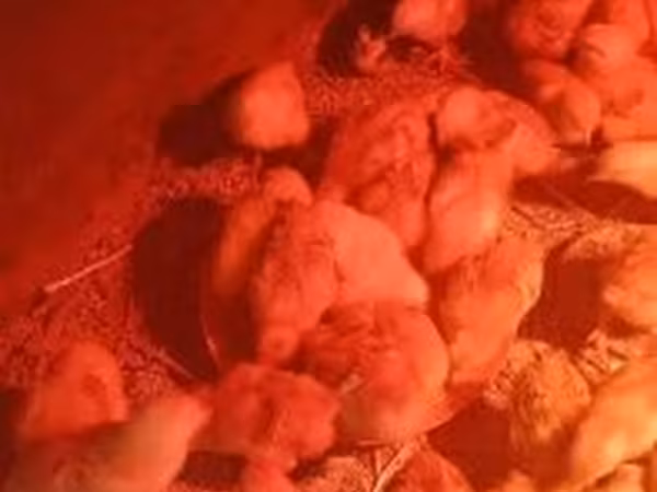 Chickens