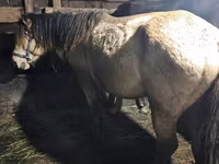 Caballo, Kazakh horse — foto 1