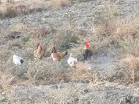 Chickens — sawirka 8