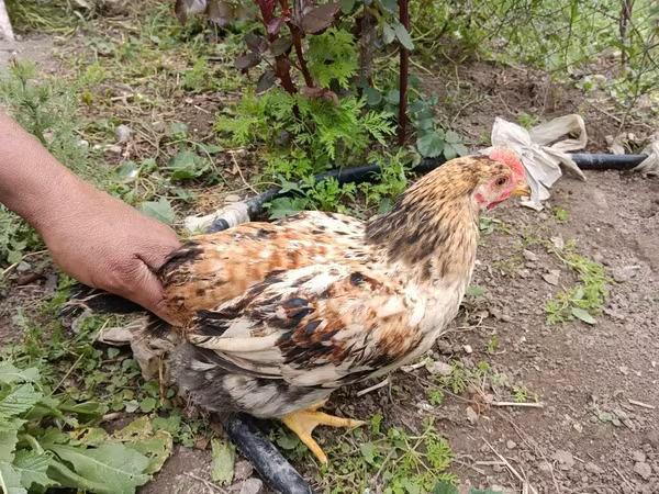 Chickens