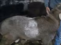 Baran, Owce — zdjęcie 4
